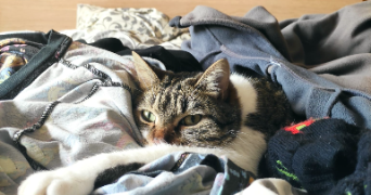 marie-hélène pet sitter à CUGNAUX 31270_7