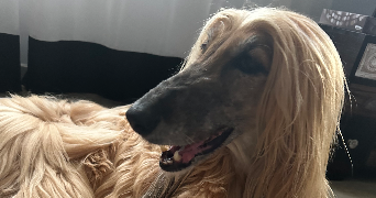 lola pet sitter à CLICHY 92110_1