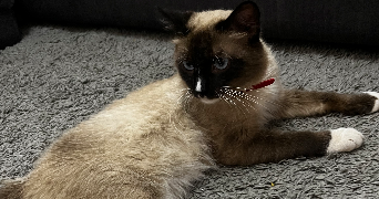 nesrine pet sitter à MONTREUIL 93100_3