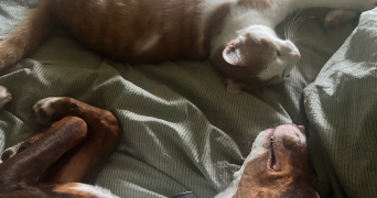 camille pet sitter à MONTAGNEY 70140_0