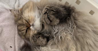 calliane pet sitter à ST CYR SUR MER 83270_2
