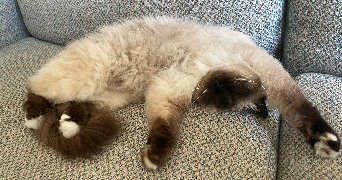charlotte pet sitter à AVRILLE 49240_2