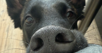 marine pet sitter à CHATEAUVILLAIN 52120_4