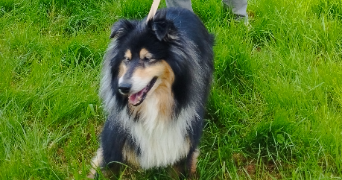 perrine pet sitter à Angers 49000_5