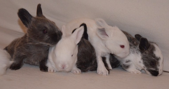 célina pet sitter à BREST 29200_3