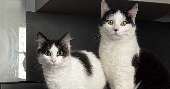 camille pet sitter à SOUPPES SUR LOING 77460_1