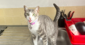 moby pet sitter à PUTEAUX 92800_0