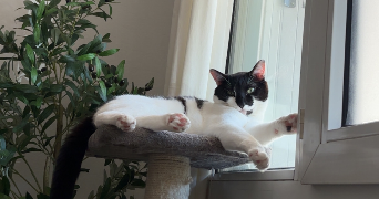 mélissa pet sitter à MASSY 91300_6