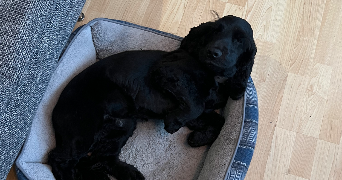 laure pet sitter à PARIS 11 75011_1