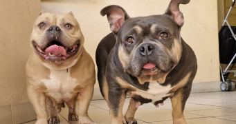lea pet sitter à CHAUMONT 52000_3
