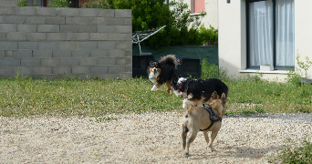 maxime pet sitter à NIMES 30000_6