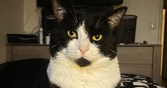 miriam pet sitter à PARIS 19 75019
