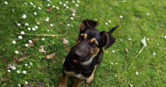 marie pet sitter à NOINTEL 95590_1