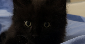jérôme pet sitter à MONTREUIL 93100_2