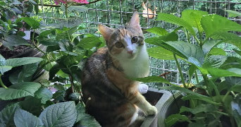 Veronique pet sitter à Vaux-le-Pénil 77000_8