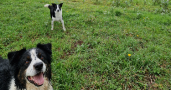 marion pet sitter à CHARBONNIERES LES BAINS 69260_5
