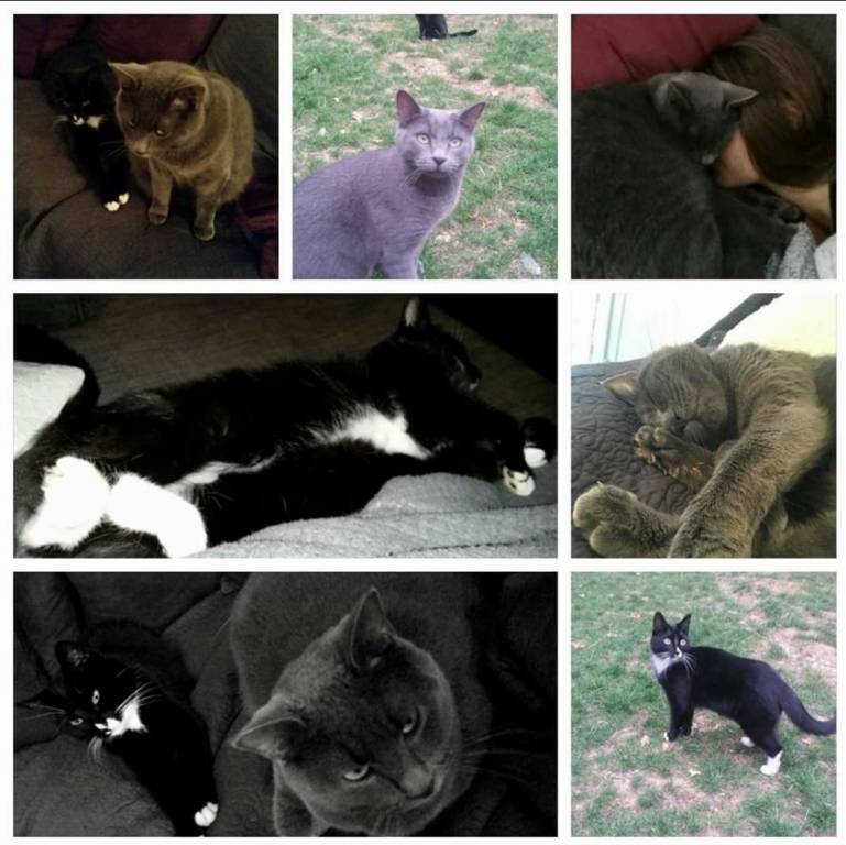 Maëva pet sitter à Villenoy 77124_3