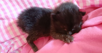 lilou pet sitter à MULHOUSE 68100_5