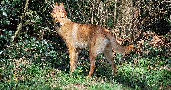 anthea pet sitter à LA ROCHE SUR YON 85000_7