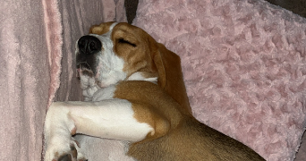 juliane pet sitter à MONTREUIL SUR BRECHE 60480_4