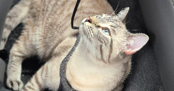 amelia pet sitter à PORNICHET 44380_6