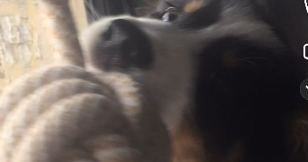 rose pet sitter à RENNES 35000_1