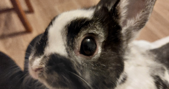 charlotte  pet sitter à Suresnes 92150_1