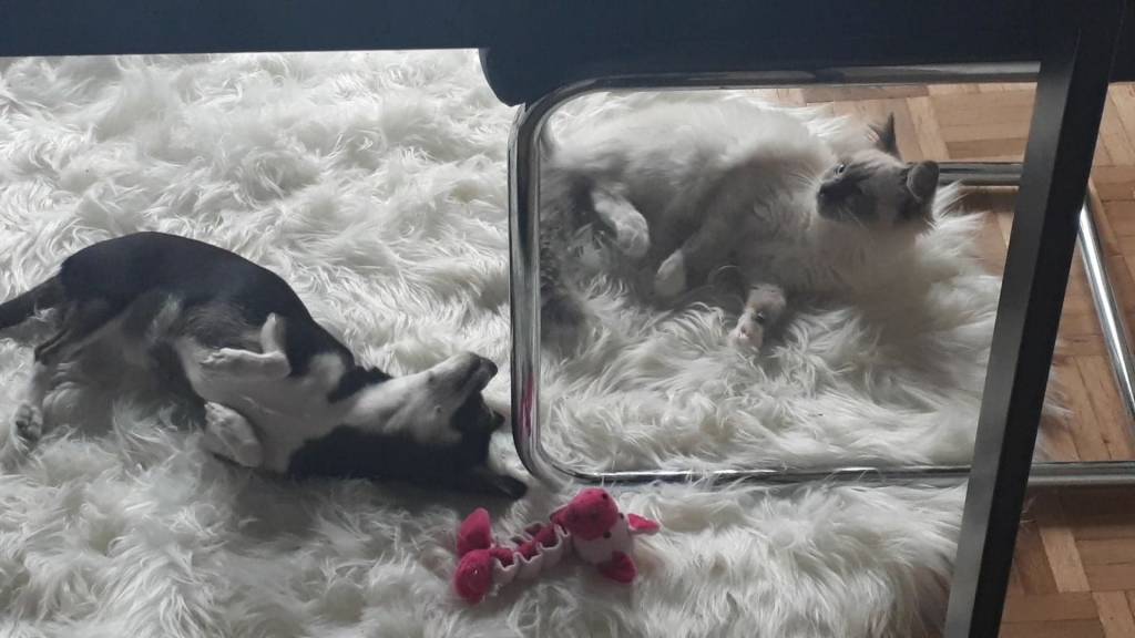 Elodie pet sitter à Pavillons-sous-Bois (Les) 93320_8