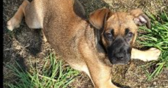 pascale pet sitter à Marly 57155_3