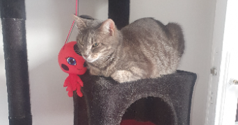 béatrice pet sitter à Vaux le penil 77000_7