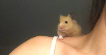 gwladys pet sitter à CHAMPAGNE AU MONT D OR 69410_2