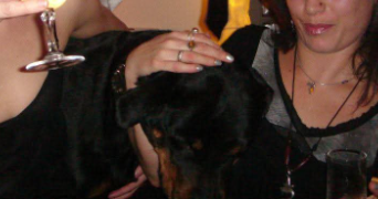 ludivine pet sitter à BENODET 29950_8