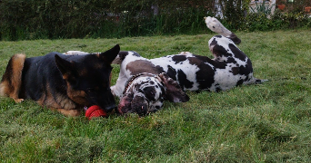 mauryne pet sitter à LOUGRATTE 47290_2