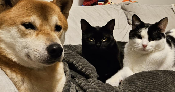 soe darli pet sitter à FRESNES 94260_1