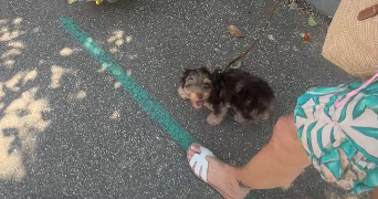déborah pet sitter à LA GRANDE MOTTE 34280_2