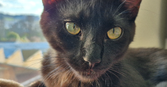 vitiana pet sitter à La côte Saint  André 38260_6