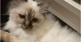 lola pet sitter à COURCELLES SUR NIED 57530_5