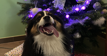 anaïs pet sitter à TROYES 10000_1