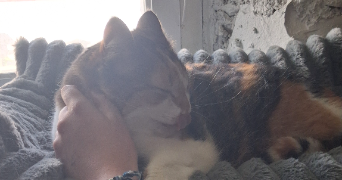 adélaïde pet sitter à BRUZ 35170_2