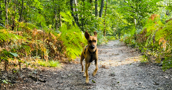 anaïs pet sitter à VILLENEUVE LES SABLONS 60175_6