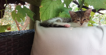 clara pet sitter à ST PAUL LA COSTE 30480_5