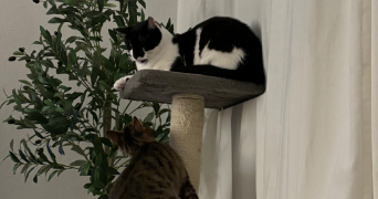 mélissa pet sitter à MASSY 91300_3