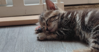 virginia pet sitter à MARLY LA VILLE 95670_0