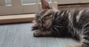 virginia pet sitter à MARLY LA VILLE 95670