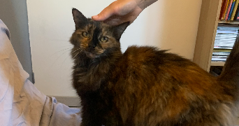 alice pet sitter à NANTES 44000_6