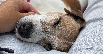 carla pet sitter à SURESNES 92150_2