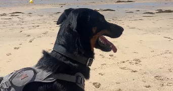 chloé pet sitter à LE PAS 53300