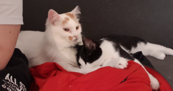 edgar pet sitter à AUBERVILLIERS 93300_2