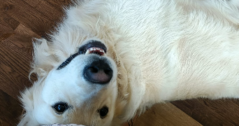 elyne pet sitter à VALENCIENNES 59300_3