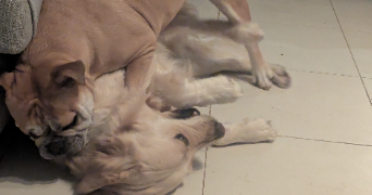 Stéphanie pet sitter à Montmain 76520_9